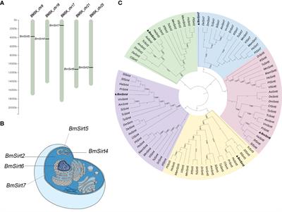 Sirt5 Inhibits BmNPV Replication by Promoting a Relish-Mediated Antiviral Pathway in Bombyx mori